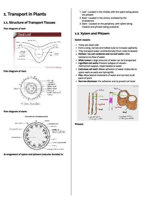Biology (9700) Transport in Plants Revision Note