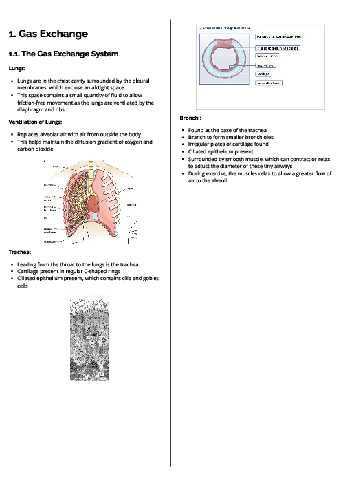 Biology (9700) Gas Exchange Revision Note