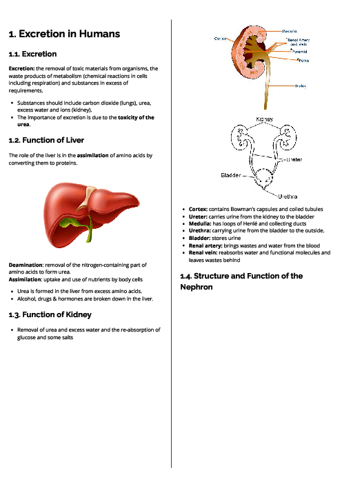 Biology (0610) Excretion in Humans Revision Note