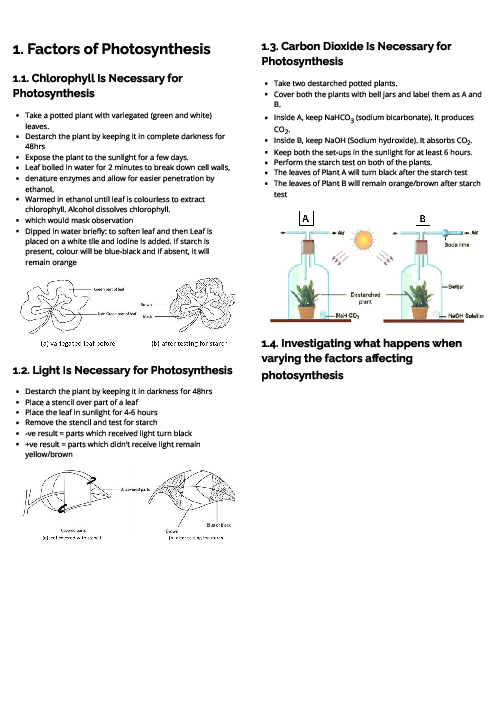 Biology (0610) Factors of Photosynthesis Revision Note