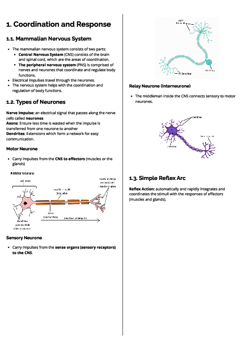 Biology (0610) Coordination and Response Revision Note