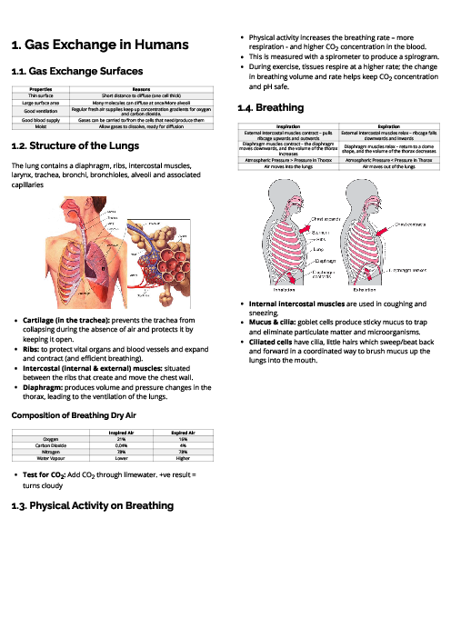 Biology (0610) Gas Exchange in Humans Revision Note