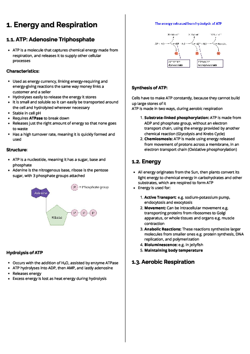Biology (9700) Energy and Respiration Revision Note