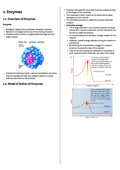 Biology (9700) Enzymes Revision Note