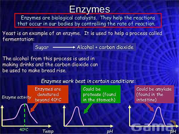 Rates of Reactions and Enzymes | Free Chemistry PowerPoint- پیش نمایش