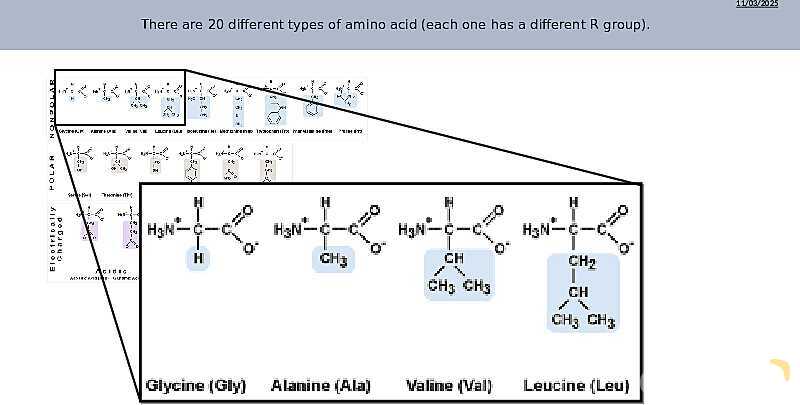 Understanding Amino Acids | As & A Level Chemistry 9701 pptx- پیش نمایش