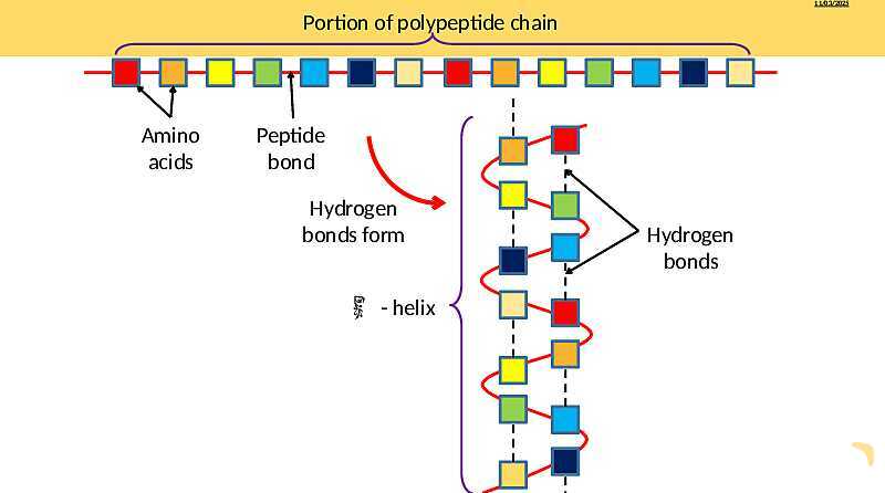 Proteins Structure, Bonding, and Functions | As & A Level Chemistry 9701 pptx- پیش نمایش