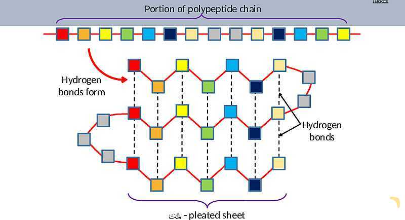 Proteins Structure, Bonding, and Functions | As & A Level Chemistry 9701 pptx- پیش نمایش