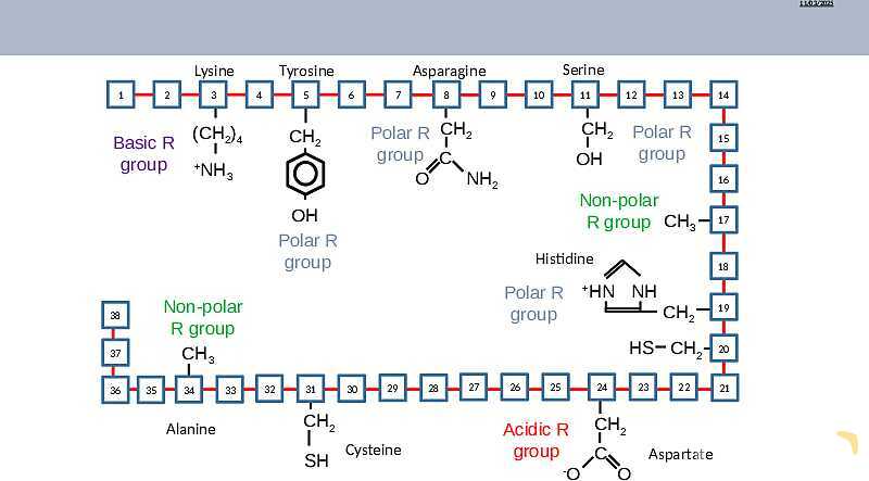 Proteins Structure, Bonding, and Functions | As & A Level Chemistry 9701 pptx- پیش نمایش