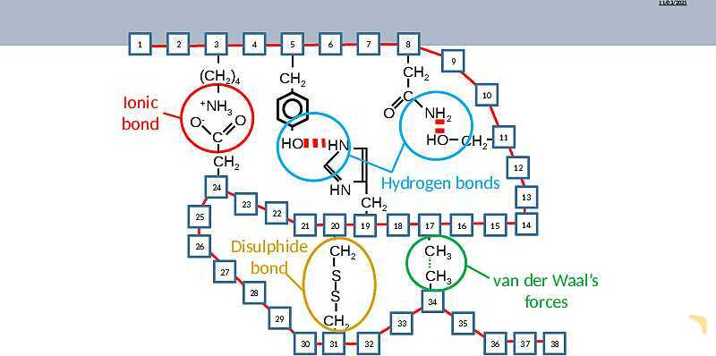 Proteins Structure, Bonding, and Functions | As & A Level Chemistry 9701 pptx- پیش نمایش