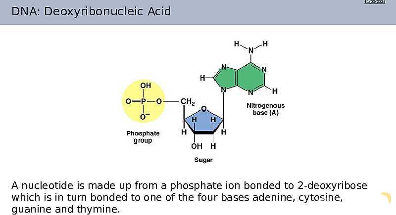 DNA Structure, Nucleotides, and Base Pairing | As & A Level Chemistry 9701 PowerPoint- پیش نمایش