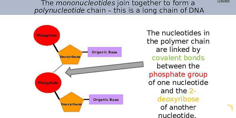 DNA Structure, Nucleotides, and Base Pairing | As & A Level Chemistry 9701 PowerPoint- پیش نمایش