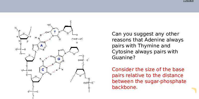 DNA Structure, Nucleotides, and Base Pairing | As & A Level Chemistry 9701 PowerPoint- پیش نمایش