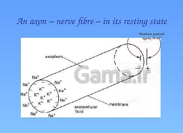 A Level Physics PowerPoint Presentation | action potential- پیش نمایش