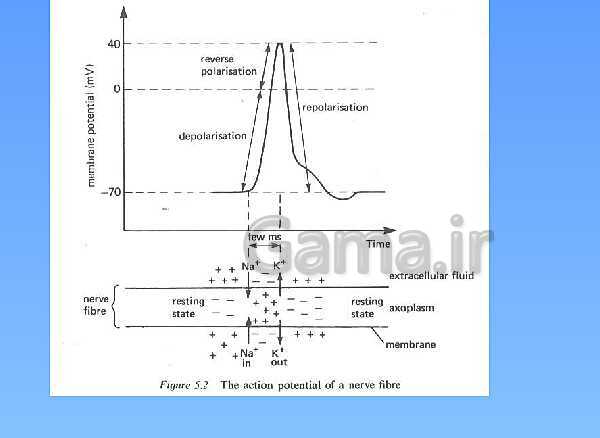 A Level Physics PowerPoint Presentation | action potential- پیش نمایش