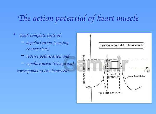 A Level Physics PowerPoint Presentation | action potential- پیش نمایش