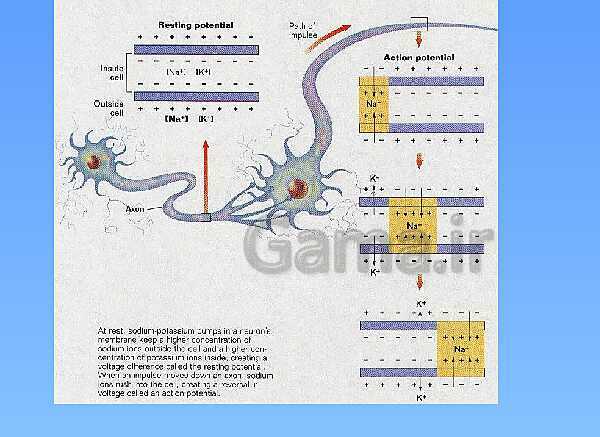 A Level Physics PowerPoint Presentation | action potential- پیش نمایش