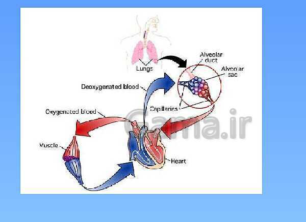 A Level Physics PowerPoint Presentation | action potential- پیش نمایش