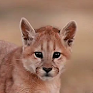 Muhammad Abdullah Muhammad Imran